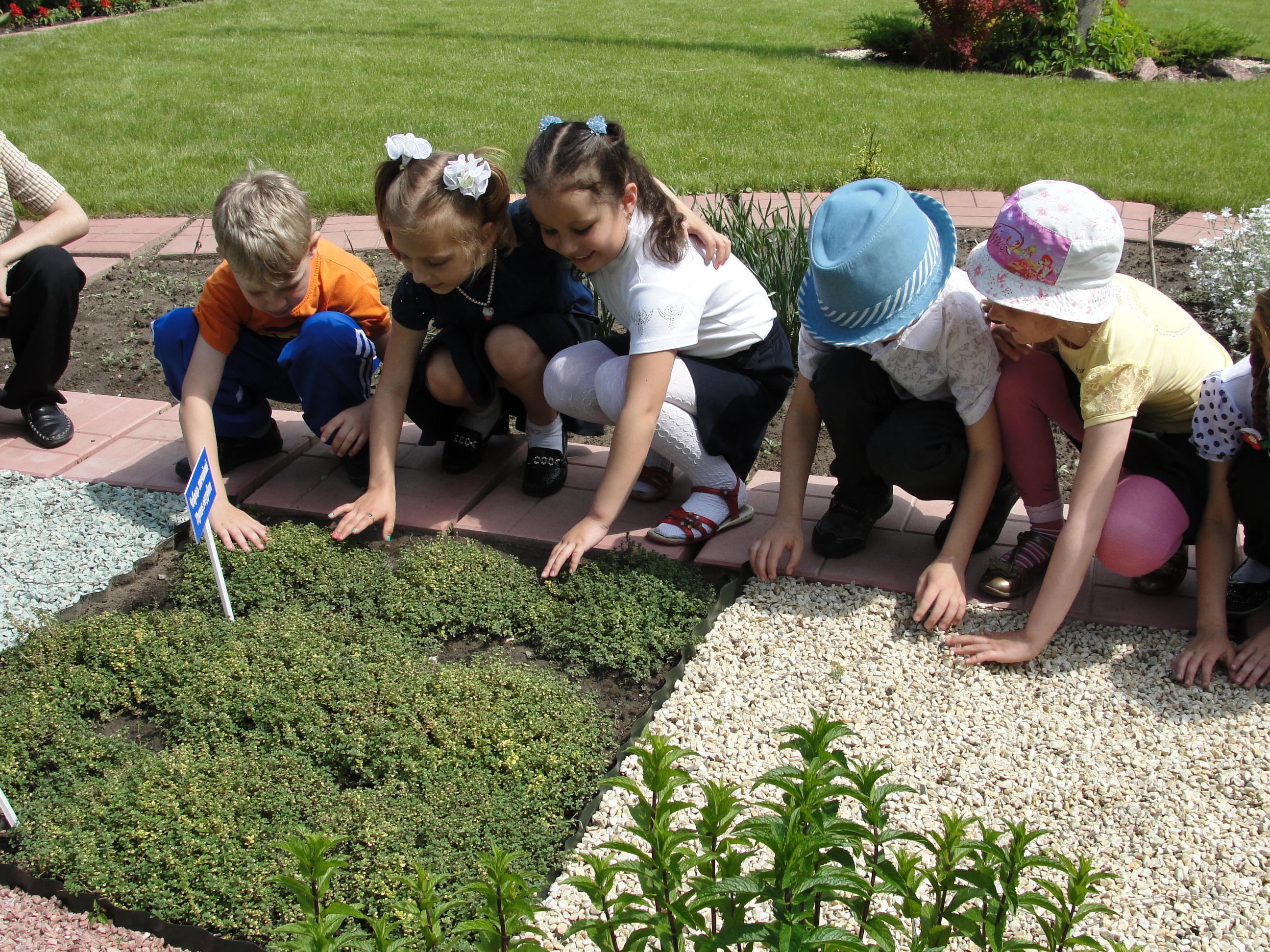 Лікарські рослини